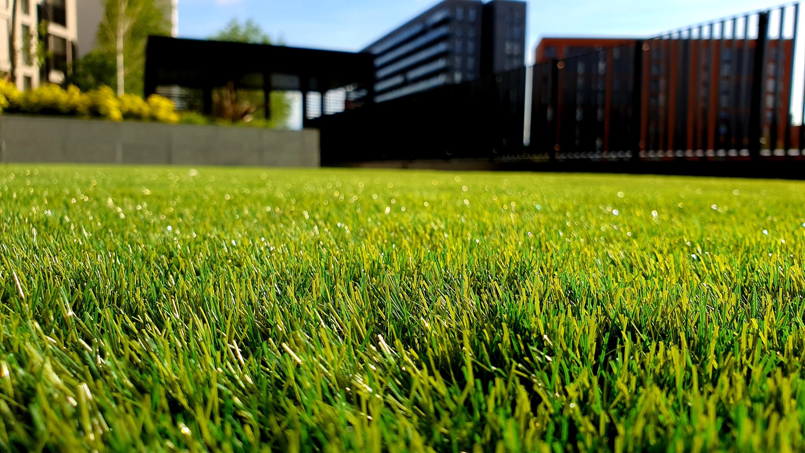 grass2-scaled-1.jpg