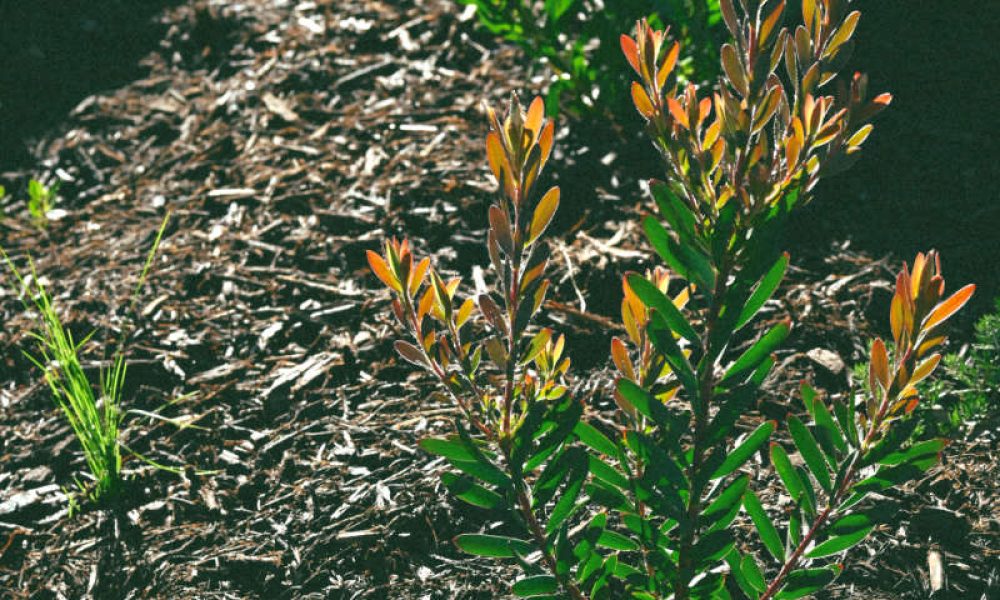 Edited in Tezza with: Goldie, Exposure, & Shadows